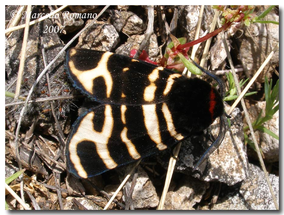 Arctia festiva (Lepidoptera, Arctiidae)